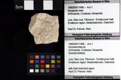 Foto (Objket + Etiketten) von Eodromites grandis (von Meyer, 1857) 